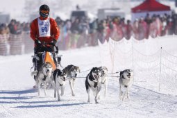 Lenk 2013